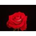 Roses - Latin Lady